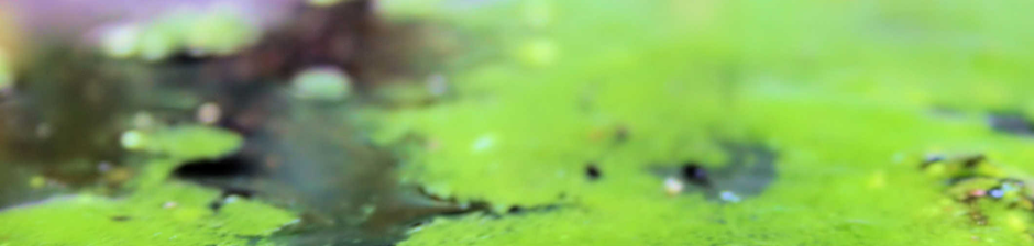 Algae Biofuel Online Course & Certificate