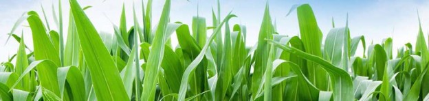 Biofuels Professional Certificate Program